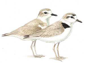 plover